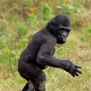 Western Lowland Gorilla Young on Grass Print Western Lowland Gorilla Young on Grass Print