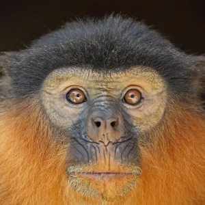 Western Red Colobus Print, Adult Head Close-up Western Red Colobus Print, Adult Head Close-up