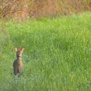 Western Roe Deer (Capreolus capreolus) buck, standing in field at dawn, Italy, March