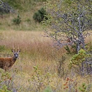Western Roe Deer (Capreolus capreolus) buck, standing in forest bog habitat, Abernethy National Nature Reserve