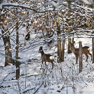 Western Roe Deer (Capreolus capreolus) two does, in snow covered conservation woodland, Chipping, Lancashire, England, december
