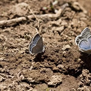 Western tailed Blue Butterfly attracted to moisture in the soil. Utah America