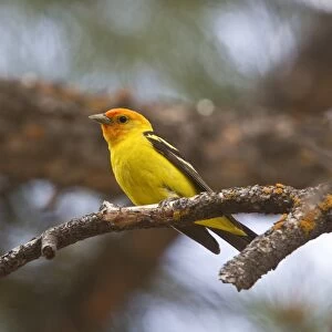 Western Tanager Male coming into breeding plumage, Utah, America