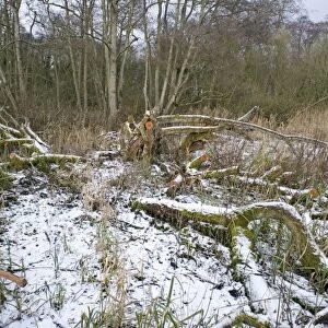 Wet woodland management, clearing area of Common Sallow (Salix cinerea) in snow, Ferry Wood, The Broads N. P. Norfolk, England, winter