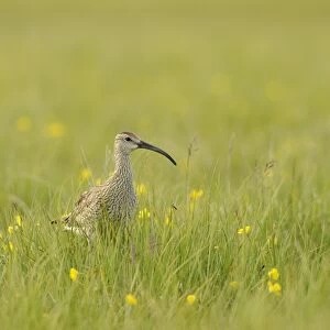Whimbrel (Numenius phaeopus) adult, standing amongst grass, Iceland, July