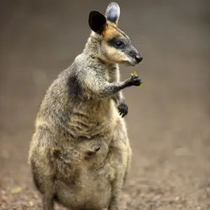 Whiptail Wallaby (Macropus parryi) adult, feeding, Lamington N. P. Queensland, Australia Whiptail Wallaby (Macropus parryi) adult, feeding, Lamington N. P. Queensland, Australia
