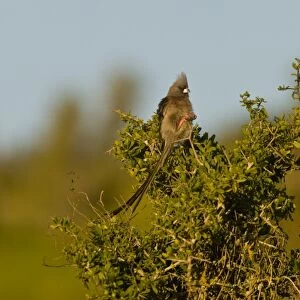 White-backed Mousebird (Colius colius) adult, perched in bush, Western Cape Province, South Africa, August