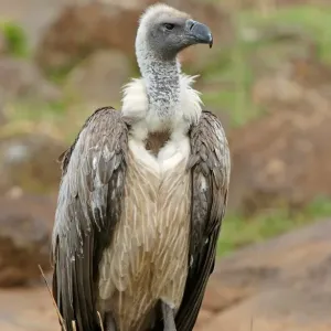 White-backed Vulture Print, Adult White-backed Vulture Print, Adult