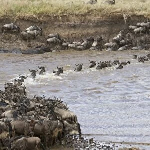 White-bearded Wildebeest (Connochaetus taurinus mearnsi) herd, crossing river on migration, Mara River, Masai Mara