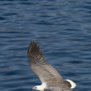 White-bellied Fish-eagle (Haliaeetus leucogaster) adult, in flight over sea, Horseshoe Bay, Rinca Island, Komodo N. P