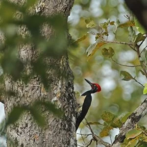 White-bellied Woodpecker (Dryocopus javensis feddeni) adult male, clinging to tree trunk, Prey Veng, Cambodia, January