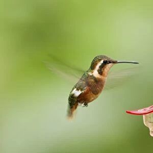 White-bellied Woodstar (Chaetocercus mulsant) adult female, in flight, hovering at feeder in montane rainforest, Andes