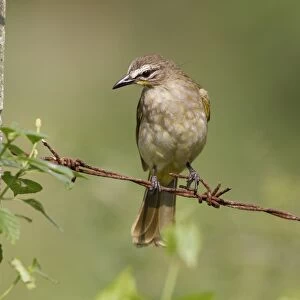 White-browed Bulbul (Pycnonotus luteolus) adult, perched on barbed wire fence, Sri Lanka