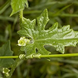 White Bryony (Bryonia dioica) close-up of flower, leaf and twining tendril, Dorset, England, June
