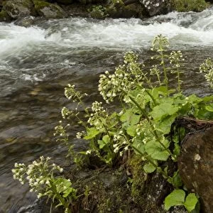 White Butterbur (Petasites albus) flowering, growing beside stream in woodland, French Pyrenees, France, May