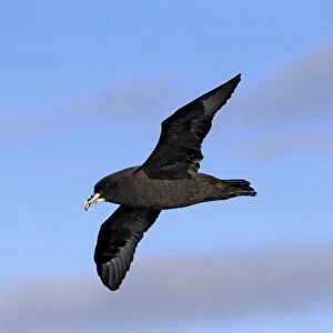 White-chinned Petrel (Procellaria aequinoctialis) adult, in flight, Cape of Good Hope, Western Cape, South Africa, June