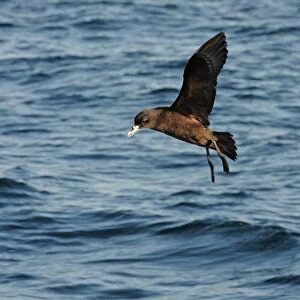 White-chinned Petrel (Procellaria aequinoctialis) adult, in flight over sea on wintering grounds, off Mar de Plata, Buenos Aires, Argentina, july