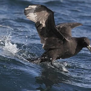 White-chinned Petrel (Procellaria aequinoctialis) adult, landing on water at sea, off Cape Town, Western Cape