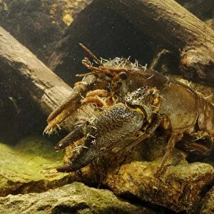 White-clawed Freshwater Crayfish (Austropotamobius italicus) adult male, with Parasitic Annelid (Branchiobdella astaci)