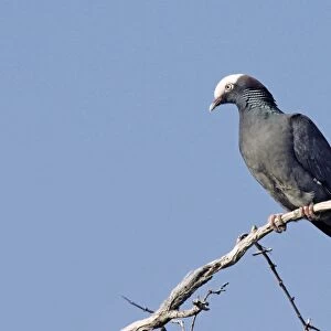 White-crowned Pigeon (Columba leucocephala) adult, perched on branch, Cayman Islands
