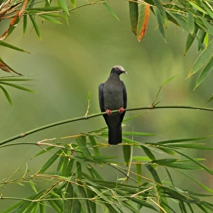 White-crowned Pigeon (Patagioenas leucocephala) adult, perched on bamboo, Ecclesdown Road, Jamaica, march