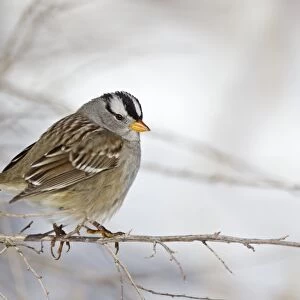 White-crowned Sparrow (Zonotrichia leucophrys) adult, perched on stem in snow, Bosque del Apache National Wildlife Refuge, New Mexico, U. S. A. december