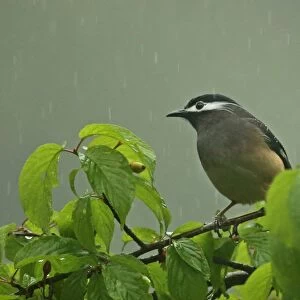 White-eared Sibia (Heterophasia auricularis) adult, perched in fruiting tree during rainfall