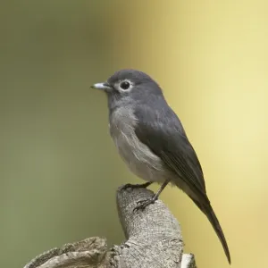 White-eyed Slaty Flycatcher (Melaenornis fischeri) Kenya White-eyed Slaty Flycatcher (Melaenornis fischeri) Kenya