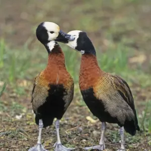 White-faced Whistling-duck (Dendrocygna viduata) adult pair, courtship preening White-faced Whistling-duck (Dendrocygna viduata) adult pair, courtship preening