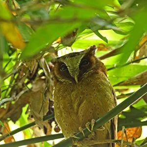 White-fronted Scops-owl (Otus sagittatus) adult, roosting in bamboo, Kaeng Krachan N. P. Thailand, May