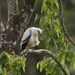 White Hawk (Leucopternis albicollis) adult, preening, perched on branch in tree, Costa Rica, february