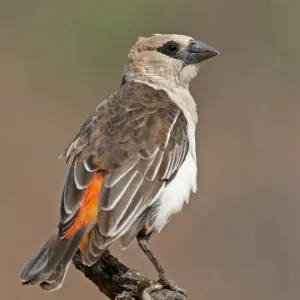 White-headed Buffalo Weaver Print, perched on branch White-headed Buffalo Weaver Print, perched on branch
