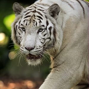 White Indian Tiger (Panthera tigris tigris) close-up of adult, walking