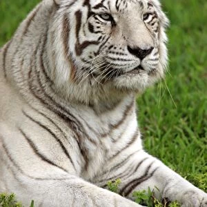 White Indian Tiger (Panthera tigris tigris) adult, close-up of head, captive