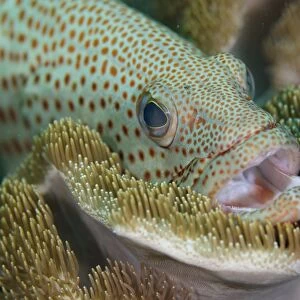 White-lined Grouper (Anyperodon leucogrammicus) adult, close-up of head, with mouth open, resting on soft coral