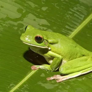 White-lipped Treefrog Print, Adult on Leaf White-lipped Treefrog Print, Adult on Leaf