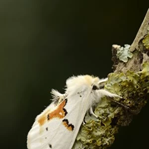 White Prominent (Leucodonta bicoloria) adult, resting on lichen covered twig (captive bred)
