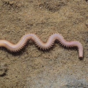 White Ragworm (Nephthys hombergii) adult, on sand, Poole Harbour, Dorset, England, April