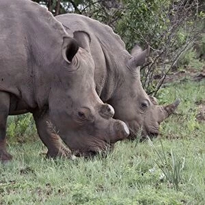White Rhino one with horns removed as an anti poaching measure - South Africa