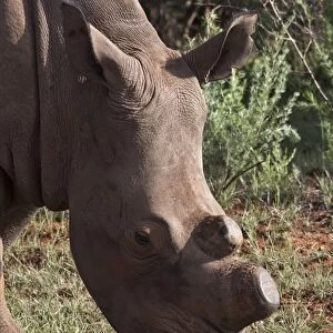 White Rhino showing horns removed, an anti poaching aid