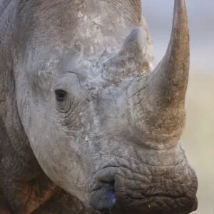 White Rhinoceros Print, Close-up Head White Rhinoceros Print, Close-up Head