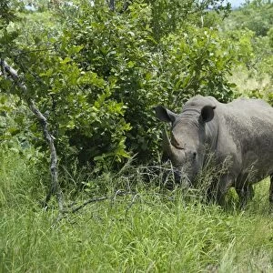 White Rhinoceros (Ceratotherium simum) adult, standing in long grass, Kruger N. P. Mpumalanga, South Africa