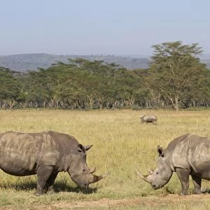 White Rhinoceros (Ceratotherium simum) four adults, grazing in savannah habitat, Lake Nakuru N. P