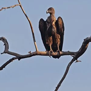 White-rumped Vulture (Gyps bengalensis) immature, with full crop, perched in dead tree, Veal Krous vulture restaurant