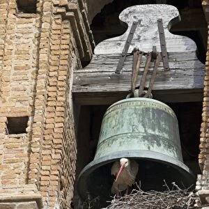 White Stork (Ciconia ciconia) adult, at nest under bell, nesting colony on cathedral, Alfaro Cathedral, Alfaro, La Rioja, Spain, may