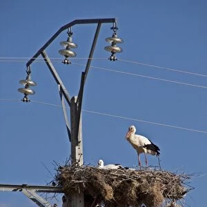 White Storks nesting on electrical pylon, Trujillo, Extremadura, Spain