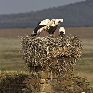 White Storks nesting on old building, Trujillo, Extremadura, Spain