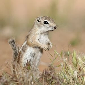 White-tailed Antelope Squirrel (Ammospermophilus leucurus) adult, standing on hind legs in short grass, Arches N. P