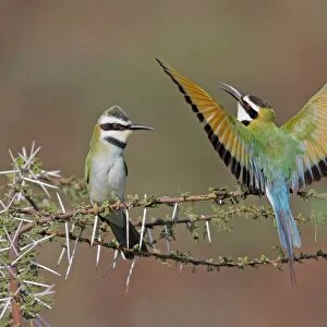 White-throated Bee-eater (Merops albicollis) adult pair, male performing courtship display to female, Lake Bogoria, Great Rift Valley, Kenya