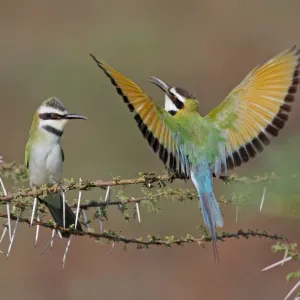 White-throated Bee-eater Adult Pair Print White-throated Bee-eater Adult Pair Print